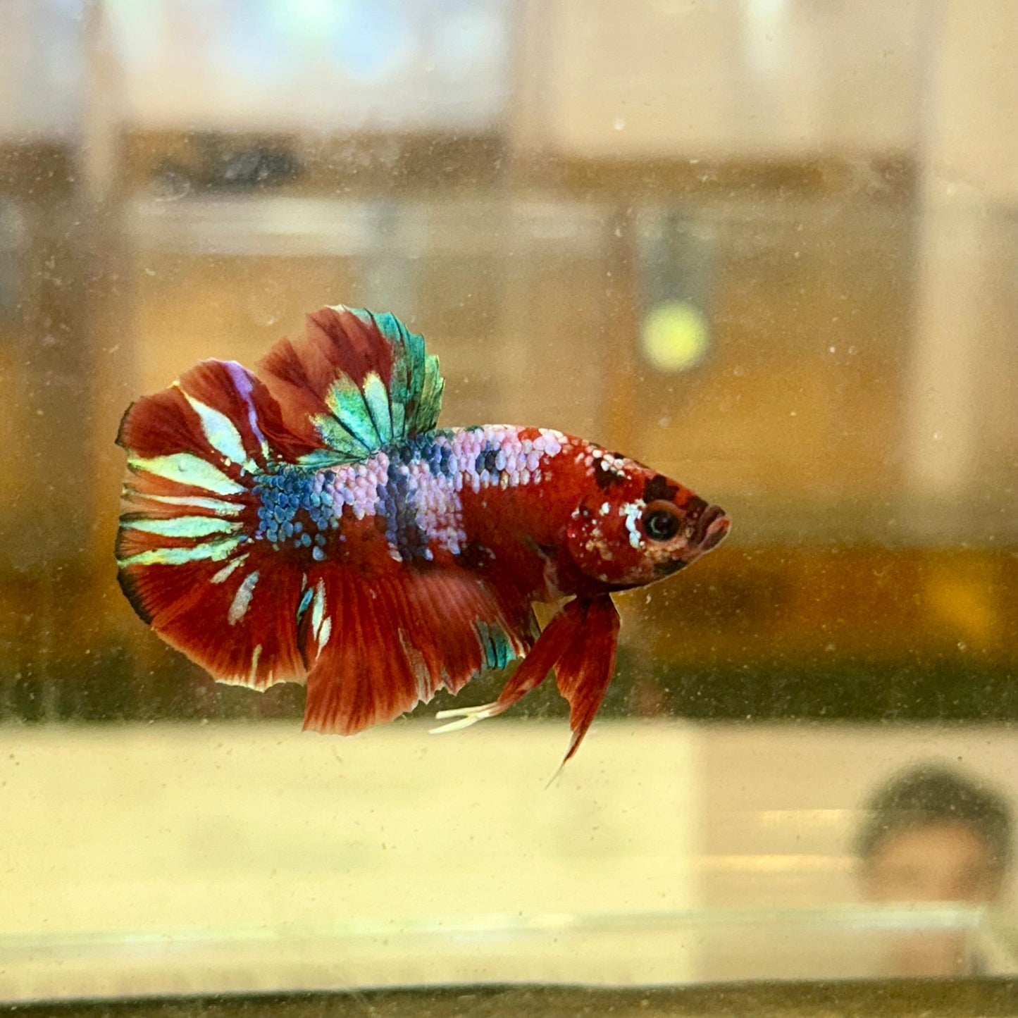 Koi Red Galaxy Plakat - Male Betta 33