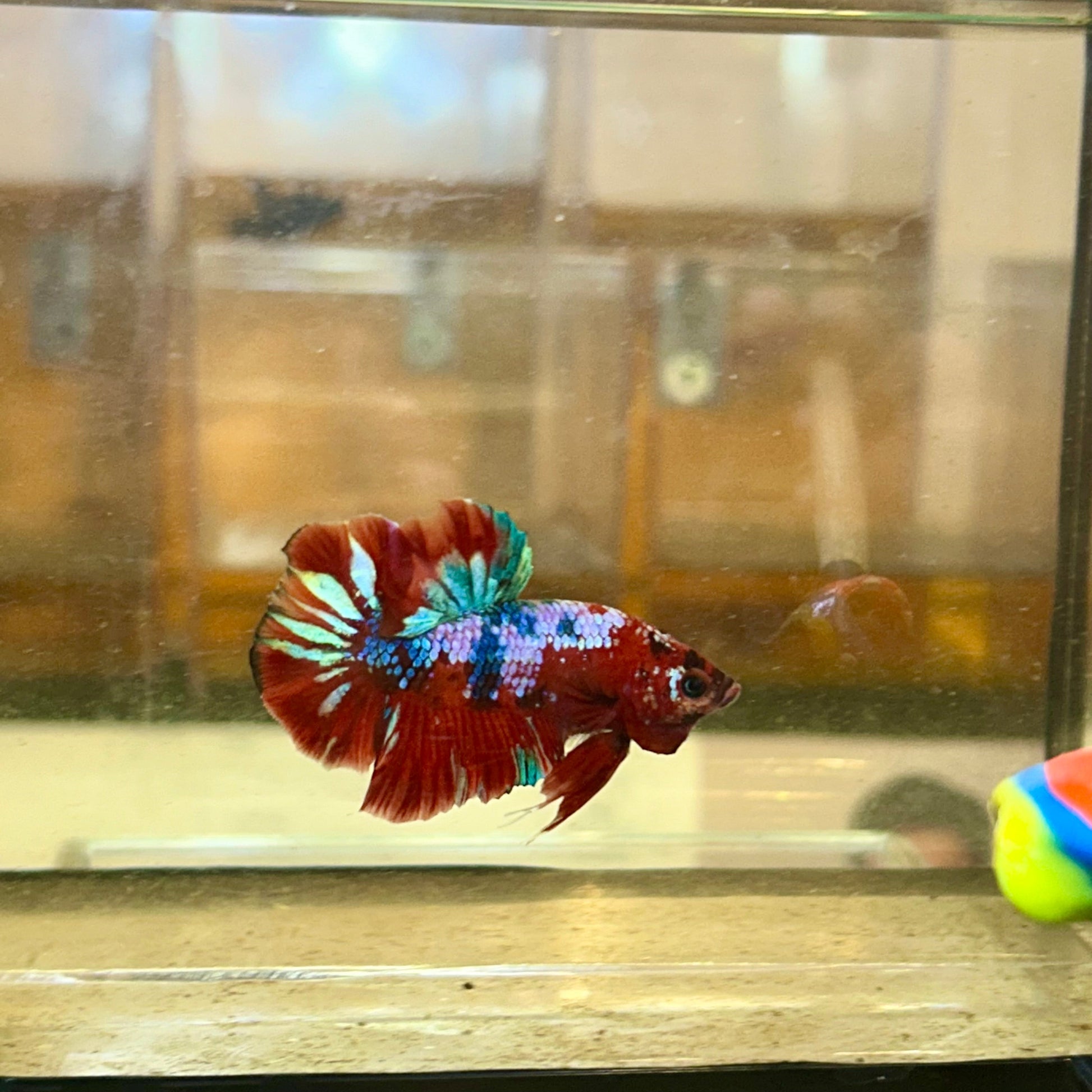 Koi Red Galaxy Plakat - Male Betta 33