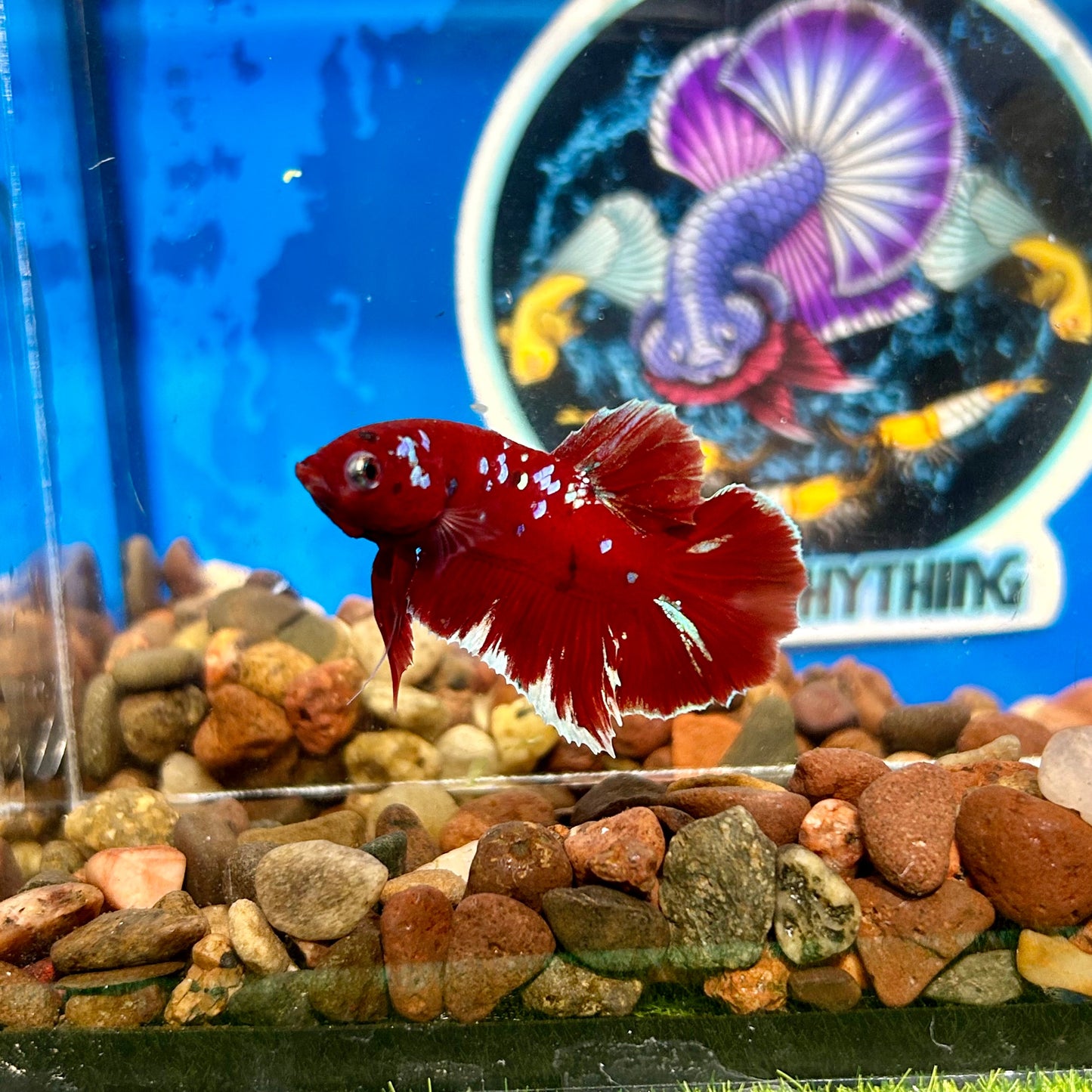 Koi Red Gold Galaxy Plakat - Male Betta 049