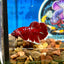 Koi Red Gold Galaxy Plakat - Male Betta 049