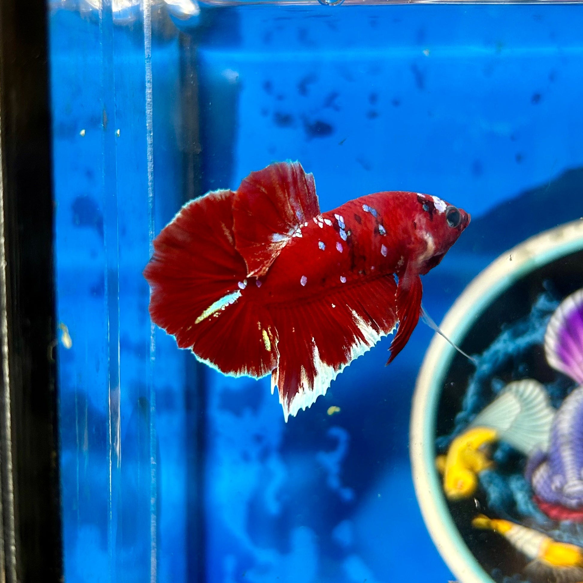 Koi Red Gold Galaxy Plakat - Male Betta 049