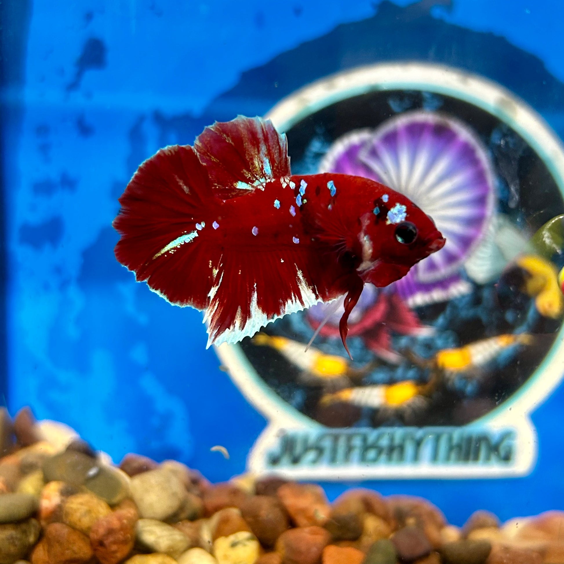 Koi Red Gold Galaxy Plakat - Male Betta 049