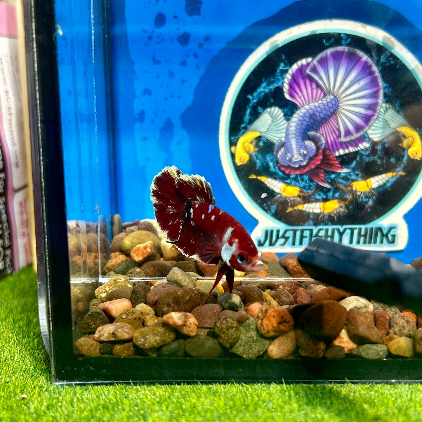 Koi Red Gold Galaxy Plakat - Male Betta 055