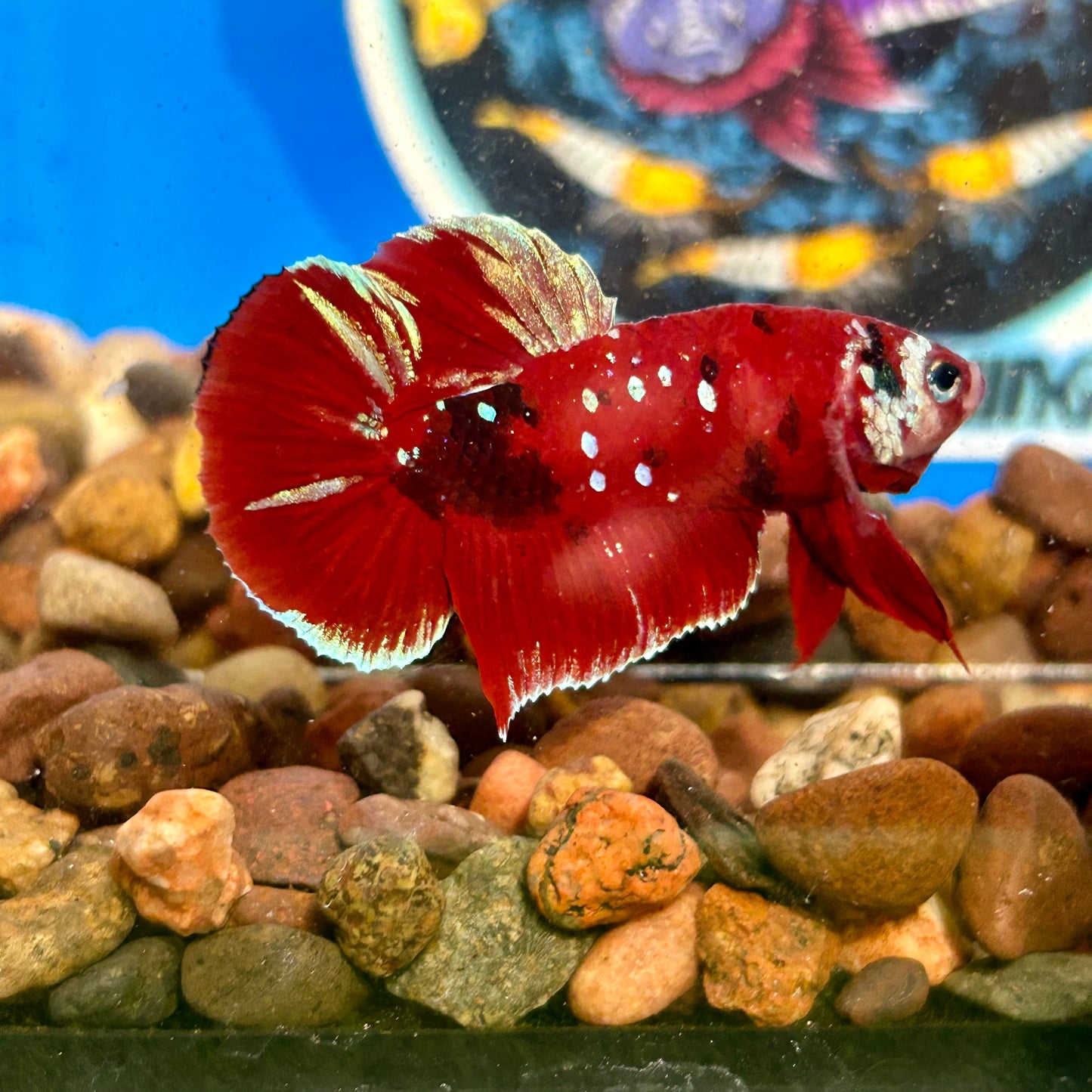 Koi Red Gold Galaxy Plakat - Male Betta 075