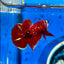 Koi Red Gold Galaxy Plakat - Male Betta 075