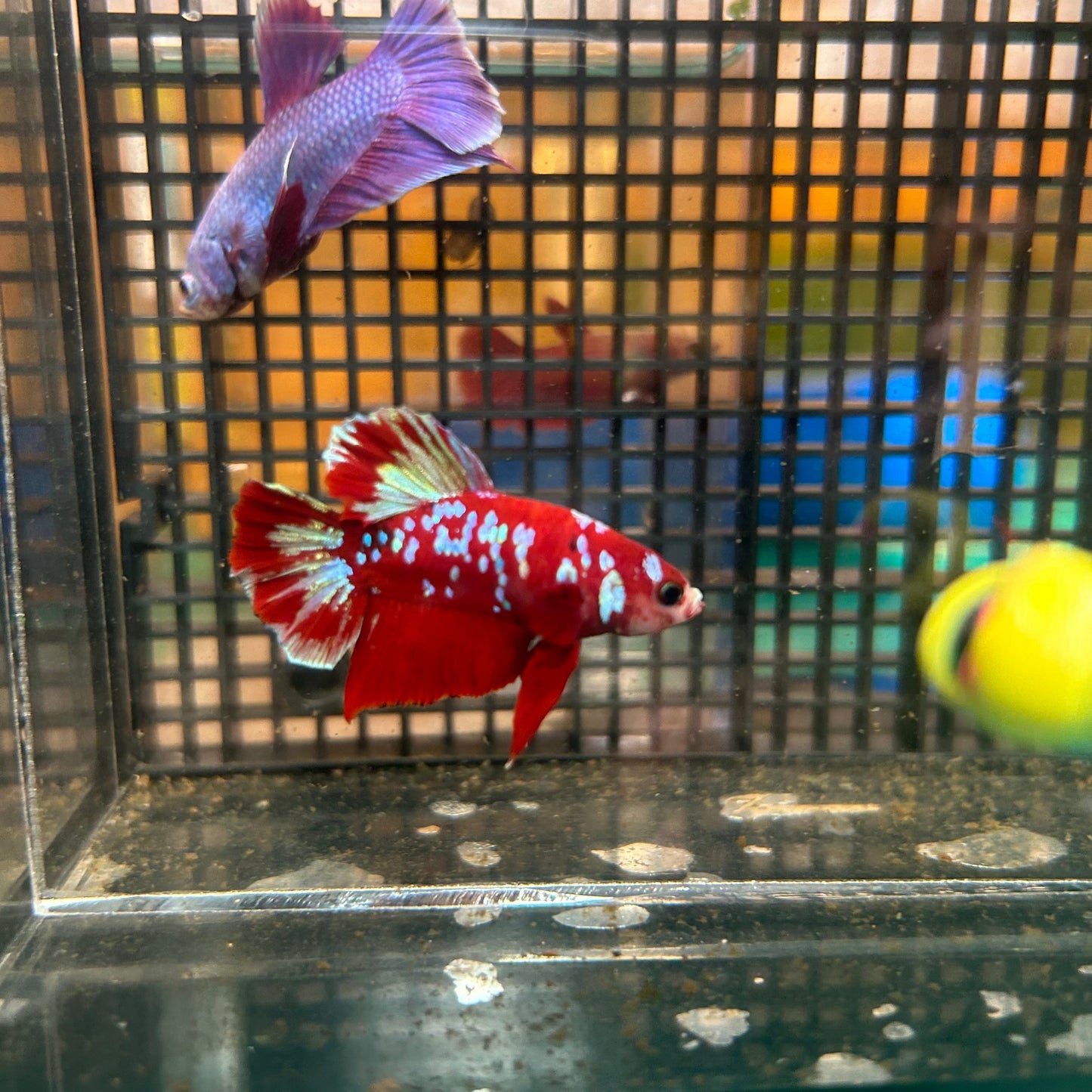 Koi Red Gold Galaxy Plakat - Male Betta 134