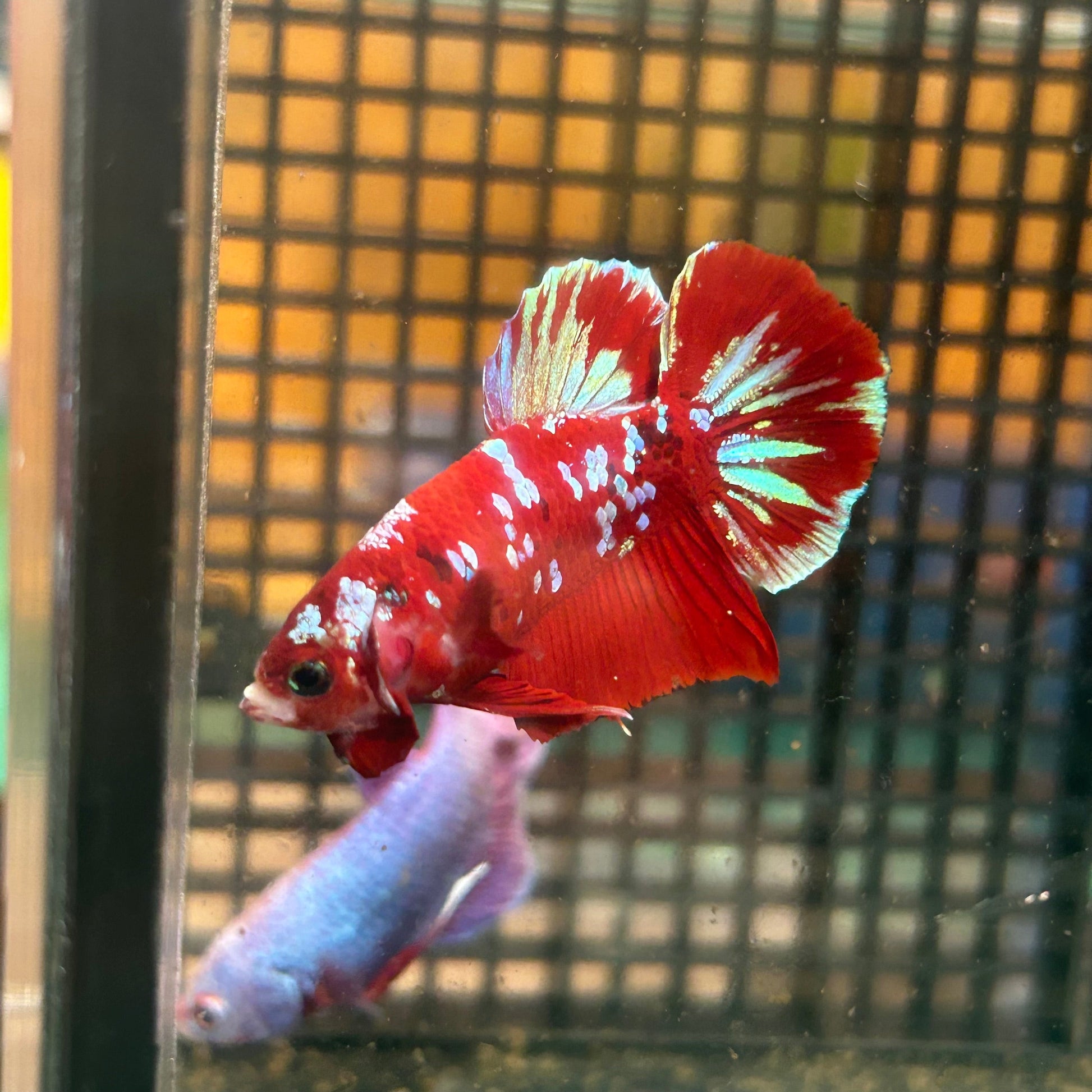 Koi Red Gold Galaxy Plakat - Male Betta 134