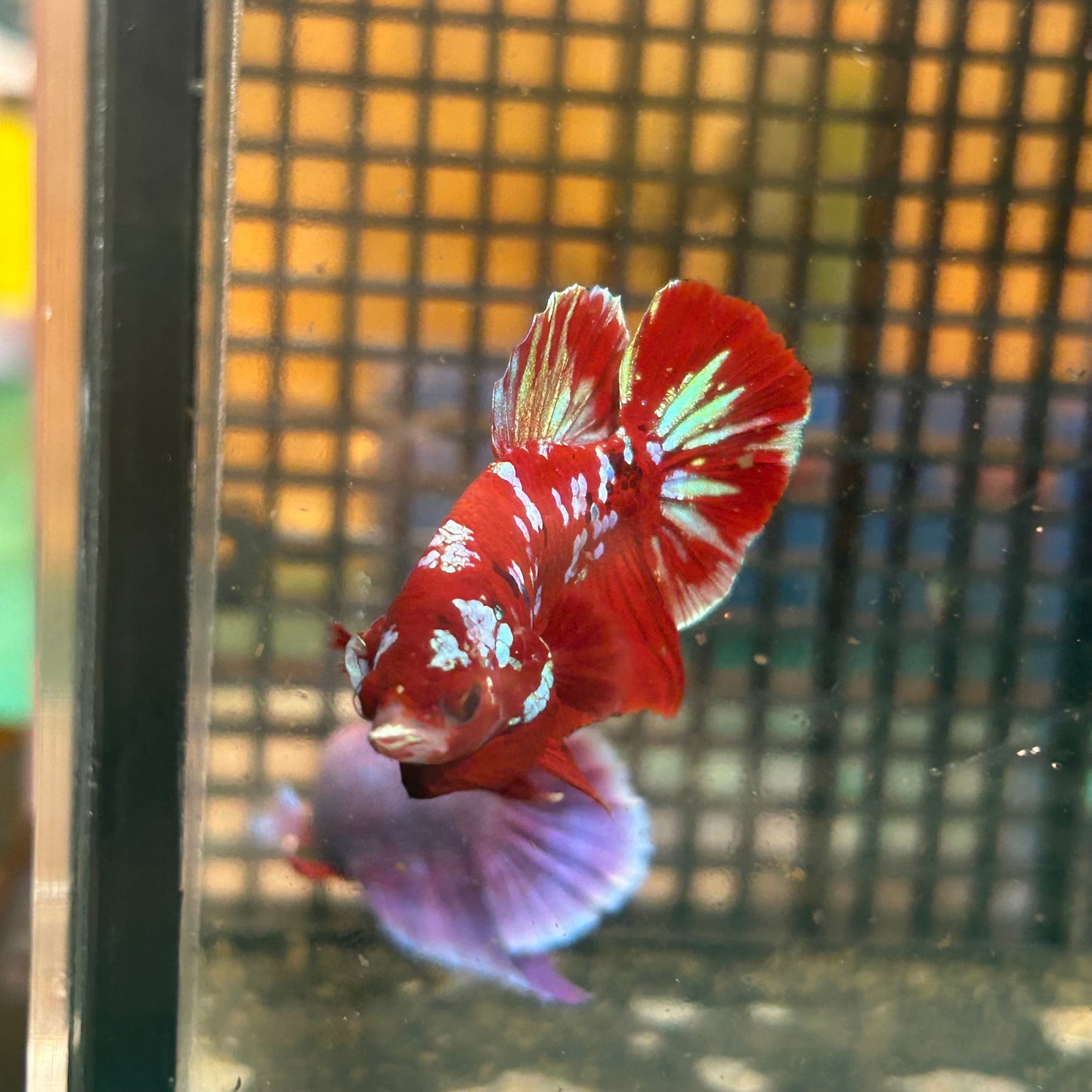 Koi Red Gold Galaxy Plakat - Male Betta 134