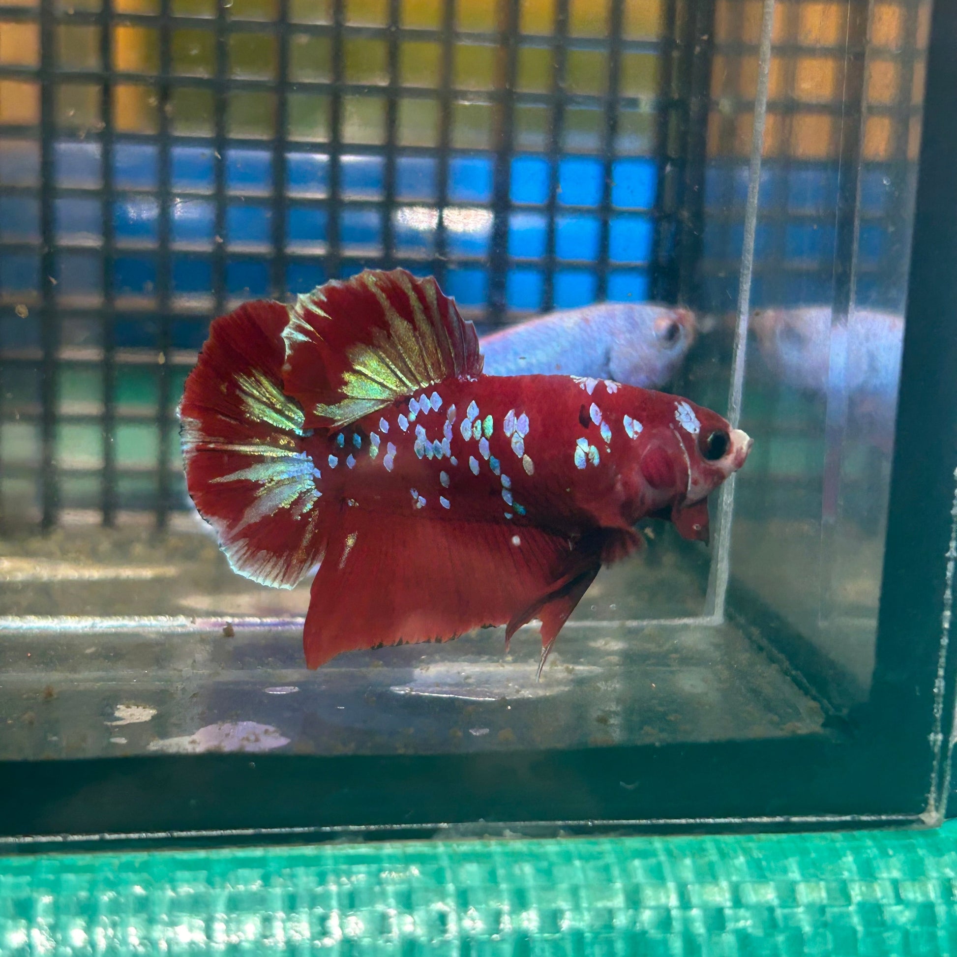 Koi Red Gold Galaxy Plakat - Male Betta 134