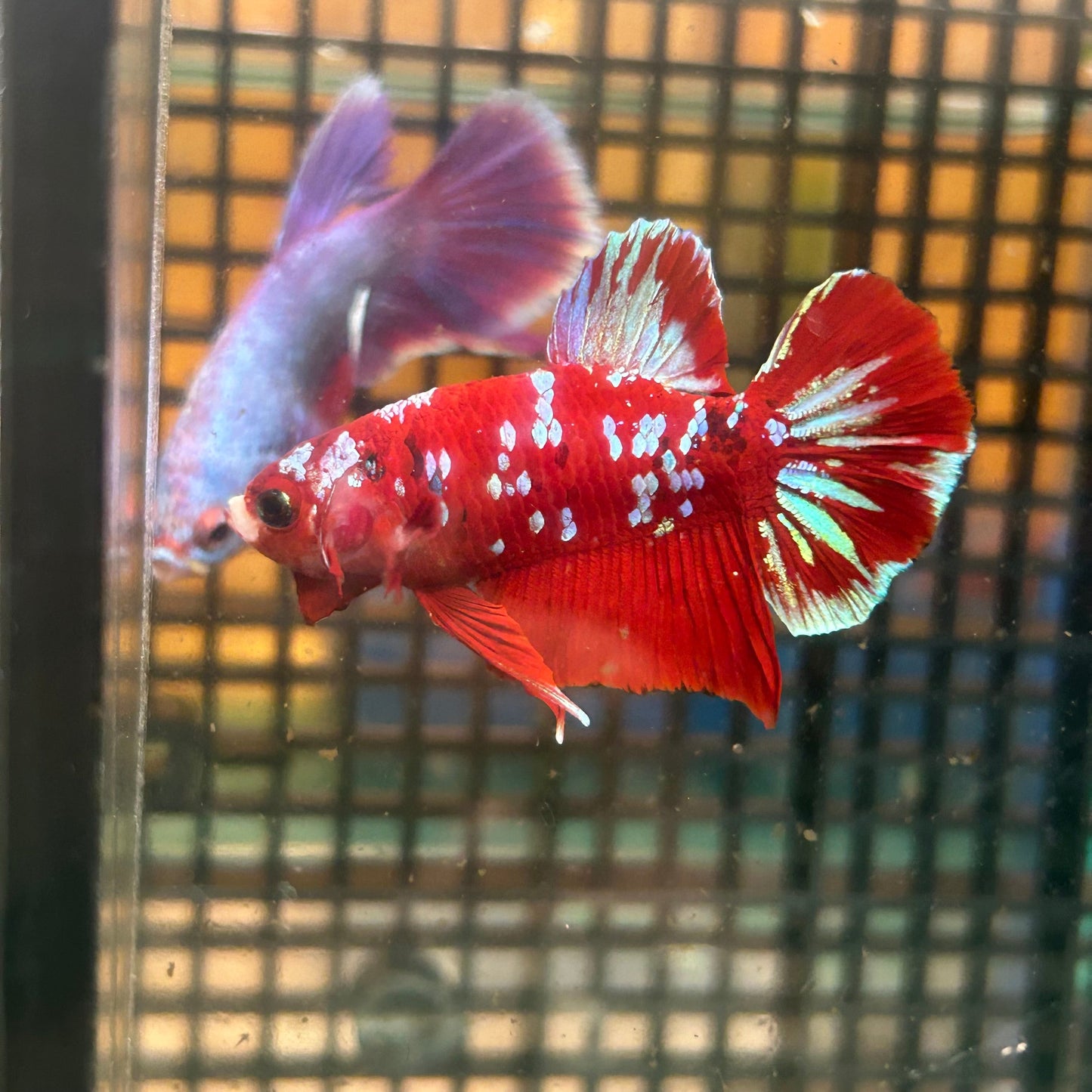 Koi Red Gold Galaxy Plakat - Male Betta 134