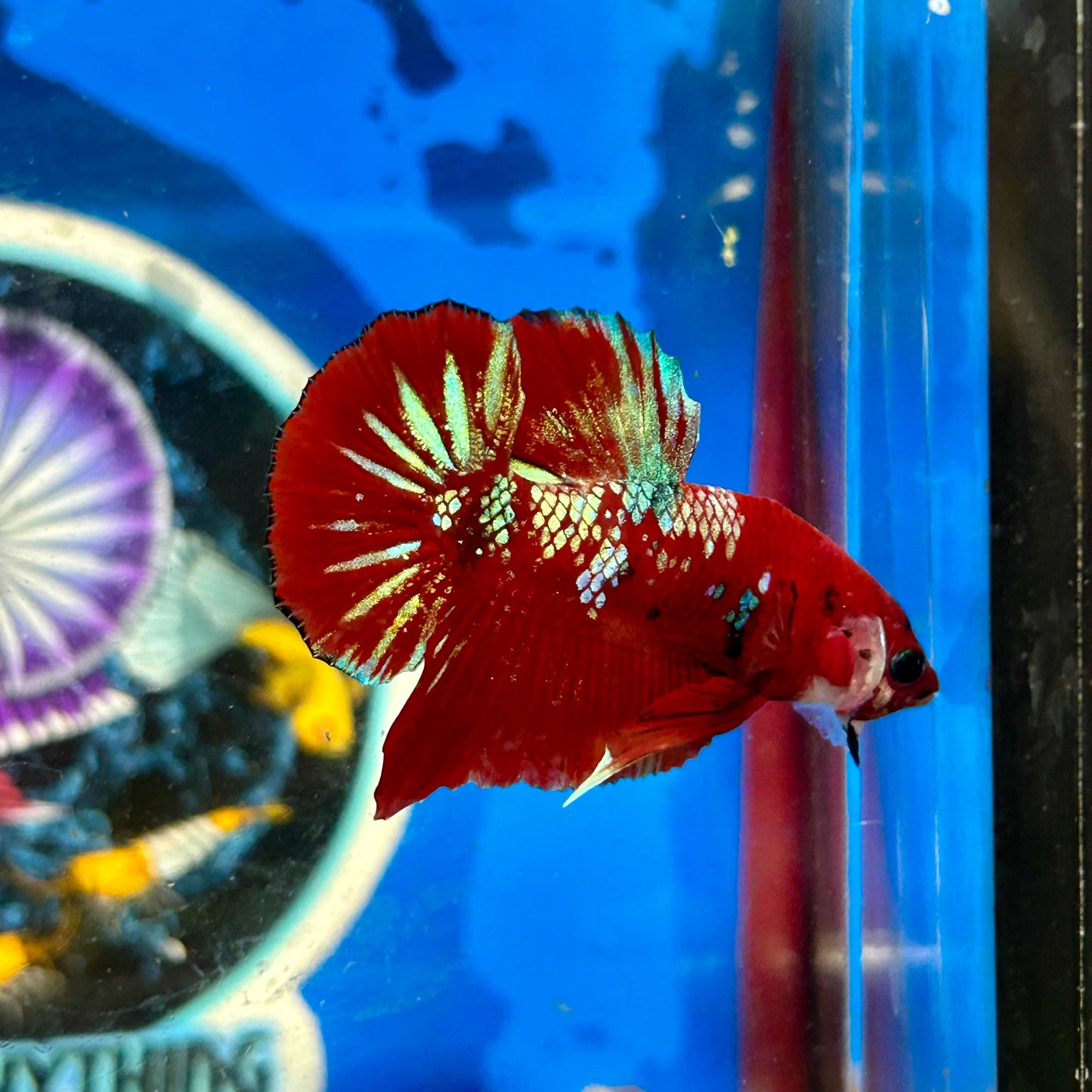 Koi Red Gold Galaxy Plakat - Male Betta 139