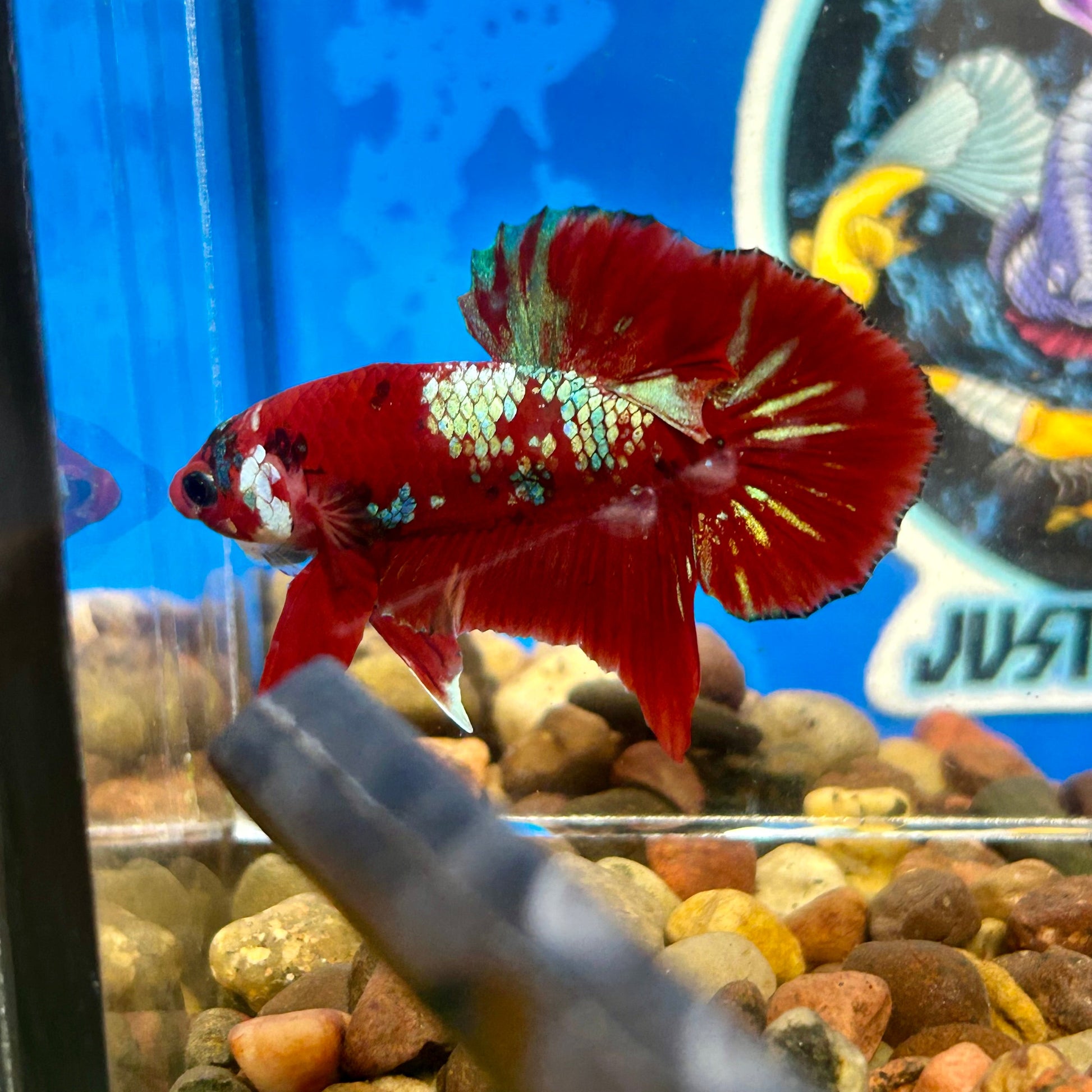 Koi Red Gold Galaxy Plakat - Male Betta 139