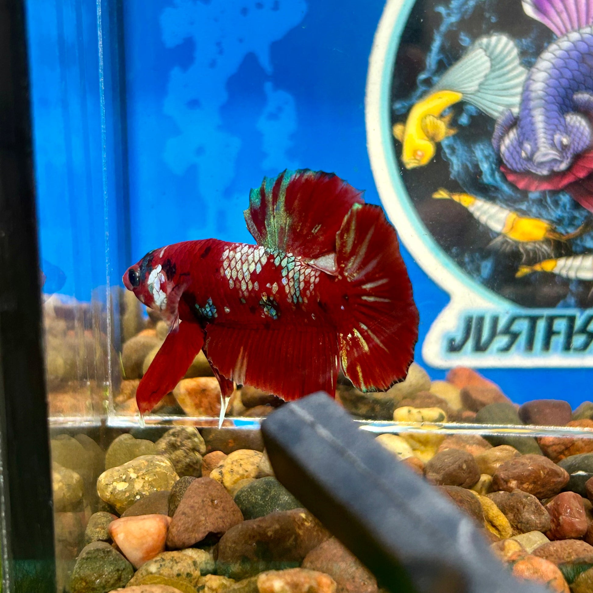 Koi Red Gold Galaxy Plakat - Male Betta 139