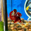 Koi Red Gold Galaxy Plakat - Male Betta 139