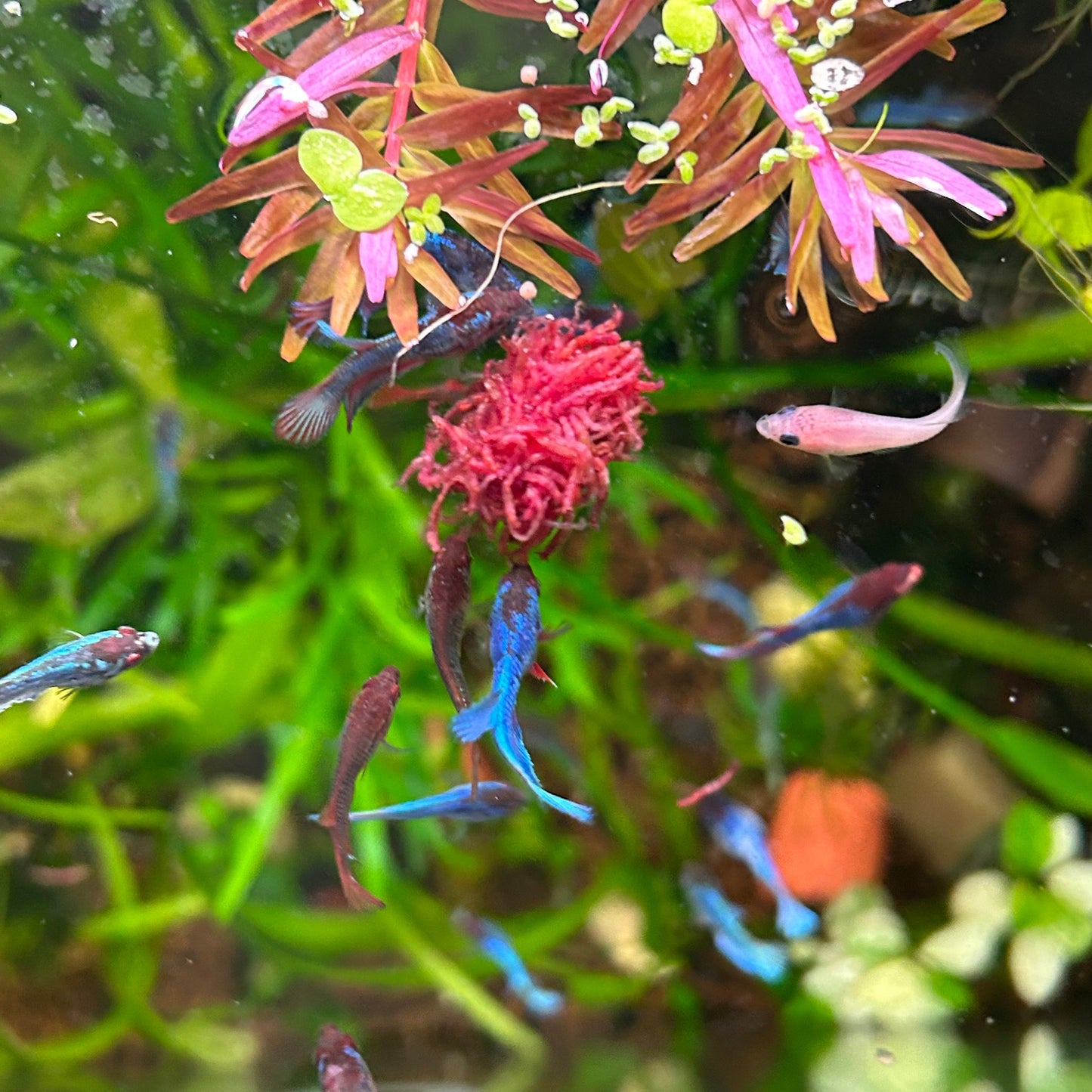 Koi Red Halfmoon Baby Betta