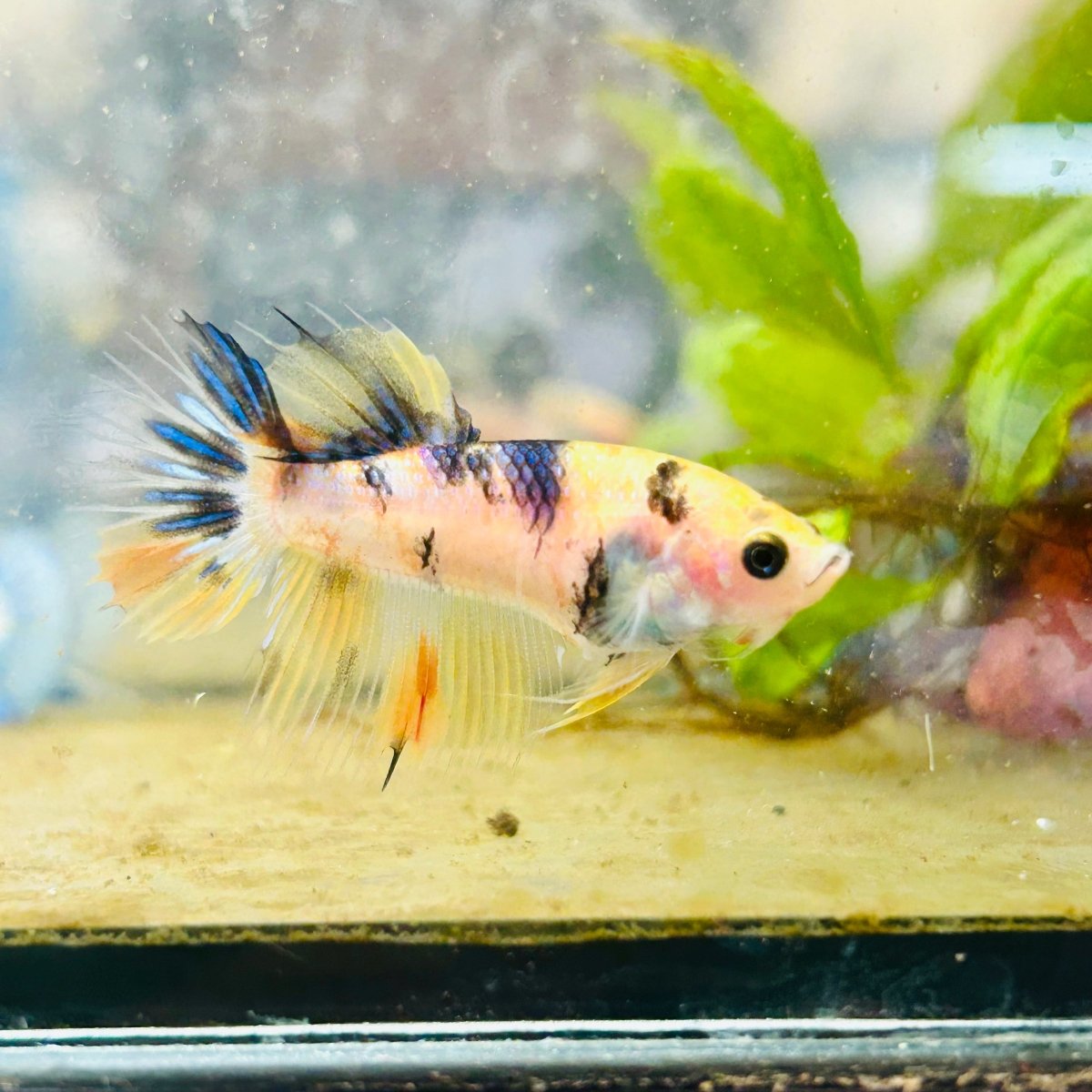 Koi Tiger Crowntail - Female Betta #092