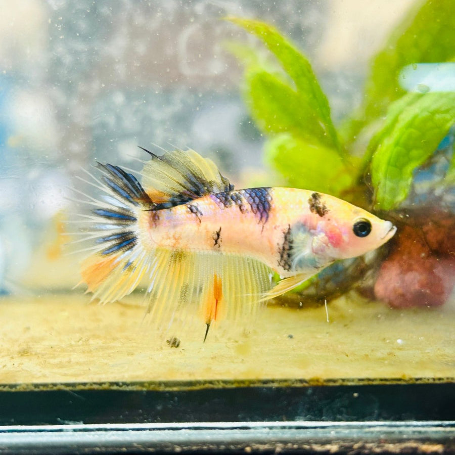 Koi Tiger Crowntail - Female Betta 092