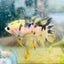 Koi Tiger Crowntail - Female Betta 092