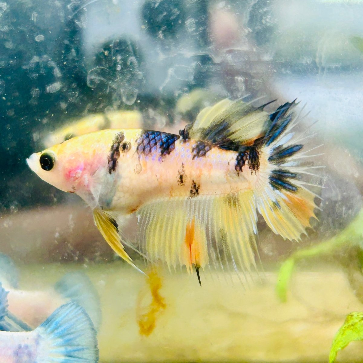 Koi Tiger Crowntail - Female Betta #092