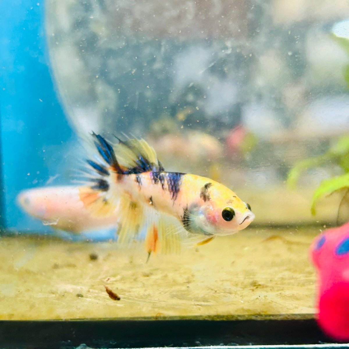 Koi Tiger Crowntail - Female Betta #092
