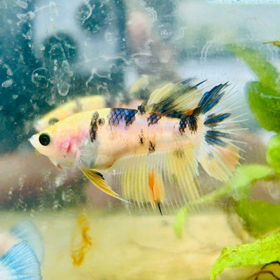 Koi Tiger Crowntail - Female Betta 092