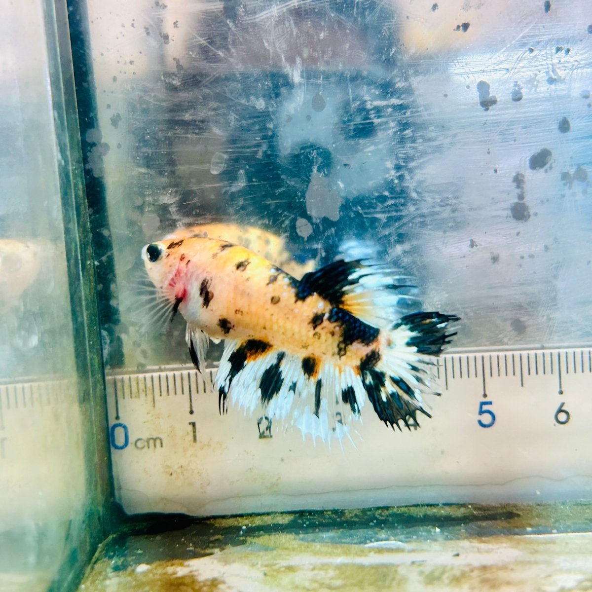 Koi Tiger Crowntail - Female Betta #Au76