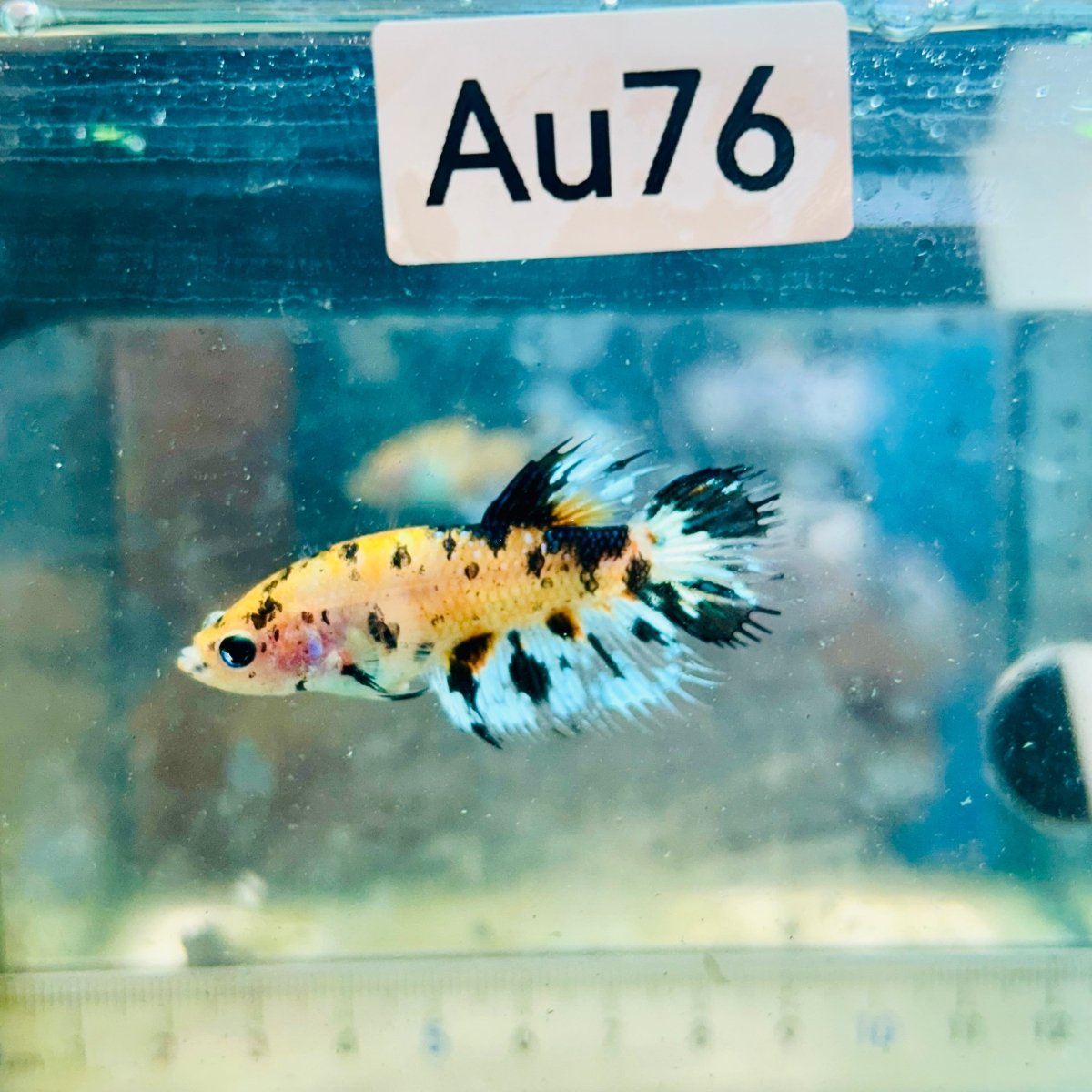 Koi Tiger Crowntail - Female Betta #Au76