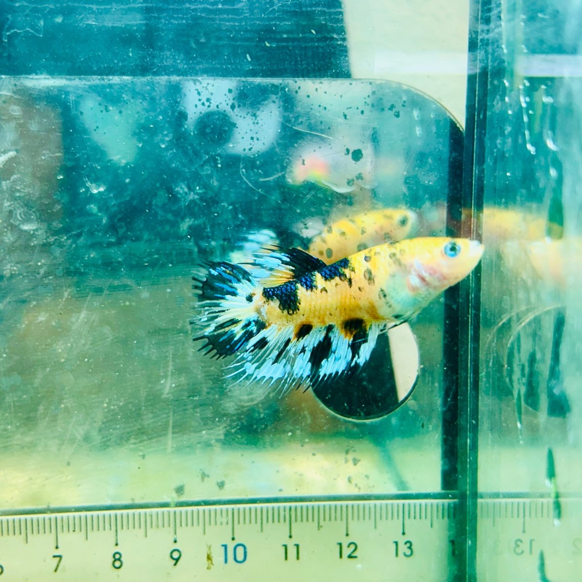Koi Tiger Crowntail - Female Betta #Au76