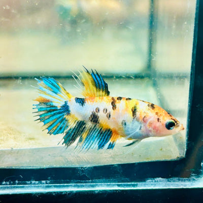 Koi Tiger Crowntail - Female Betta Ju26 Female betta