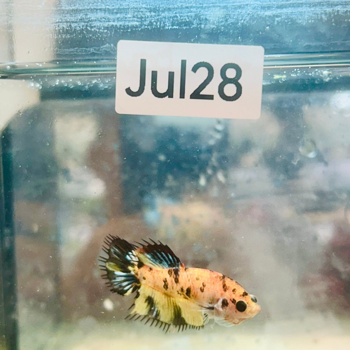 Koi Tiger Crowntail - Female Betta Jul28 Female betta