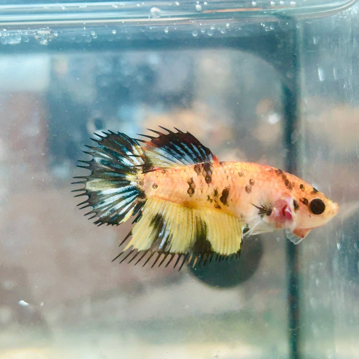 Koi Tiger Crowntail - Female Betta Jul28 Female betta