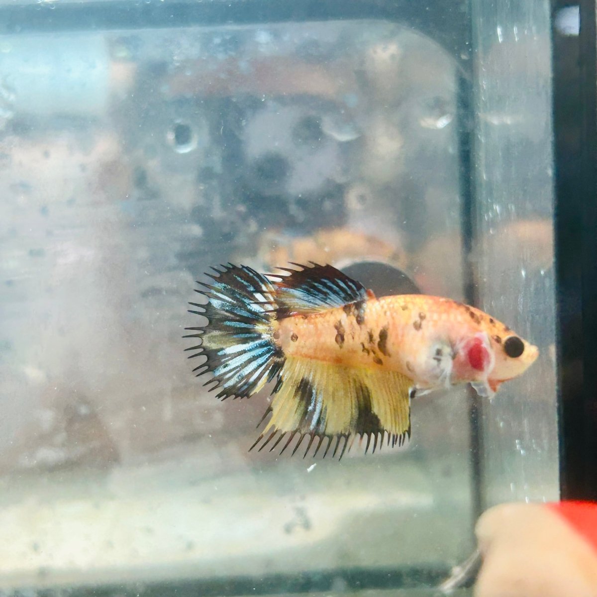 Koi Tiger Crowntail - Female Betta Jul28 Female betta