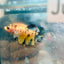 Koi Tiger Crowntail - Female Betta Jul28 Female betta