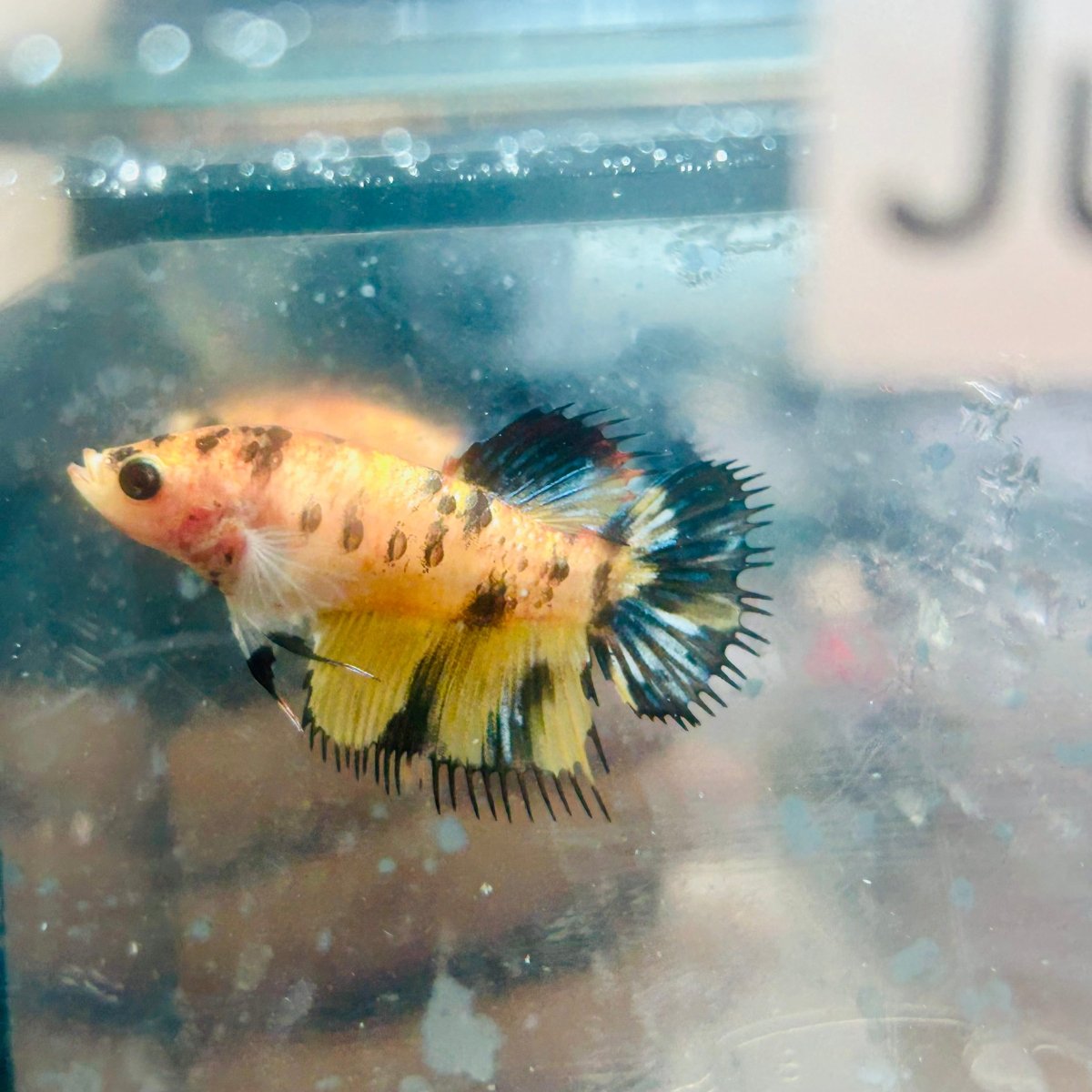 Koi Tiger Crowntail - Female Betta Jul28 Female betta