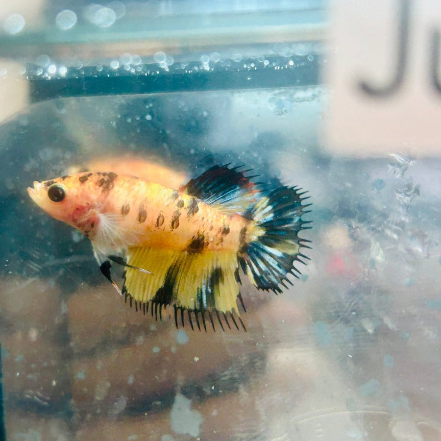 Koi Tiger Crowntail - Female Betta Jul28 Female betta