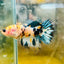 Koi Tiger Crowntail - Female Betta Ma16 Female betta