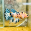 Koi Tiger Crowntail - Female Betta Ma16 Female betta