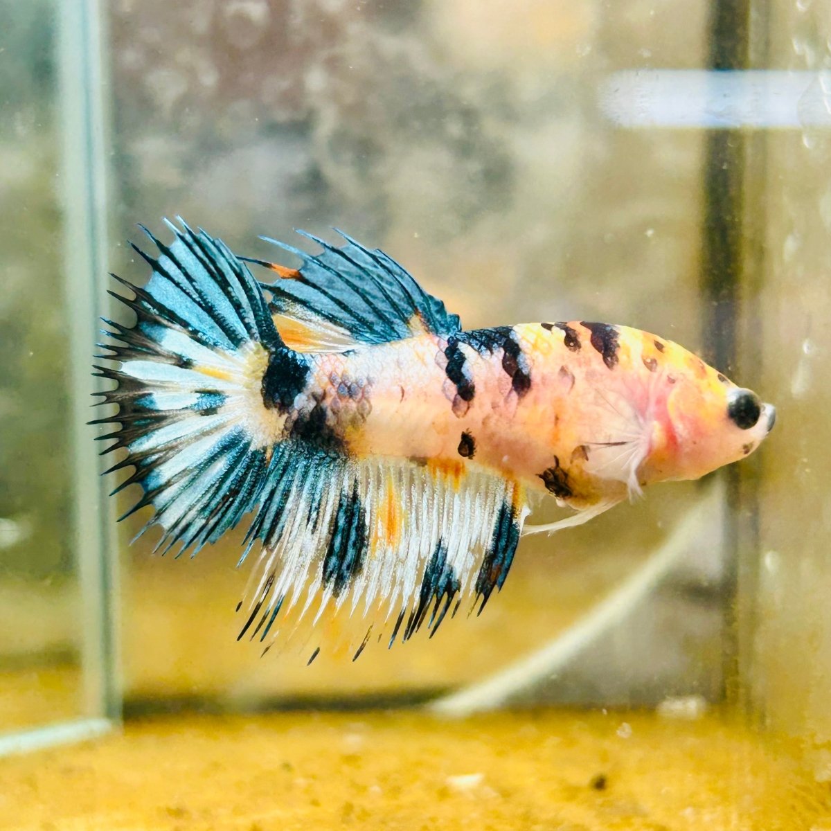 Koi Tiger Crowntail - Female Betta Ma16 Female betta