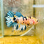 Koi Tiger Crowntail - Female Betta Ma16 Female betta