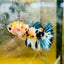 Koi Tiger Crowntail - Female Betta Ma16 Female betta