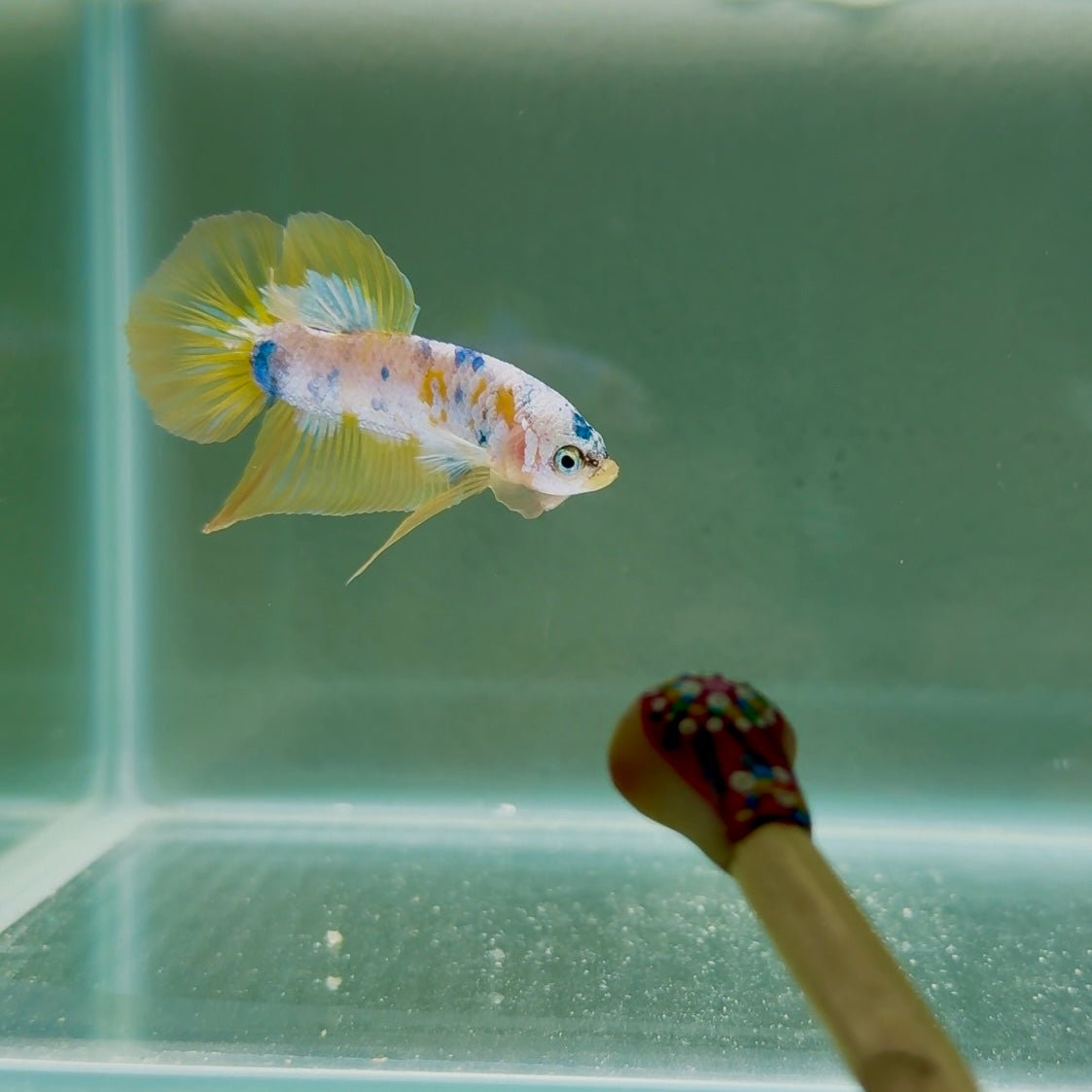 Koi Yellow Base S34 Plakat - Male Betta