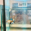 Koi Yellow Crowntail - Female Betta MA03 Female betta