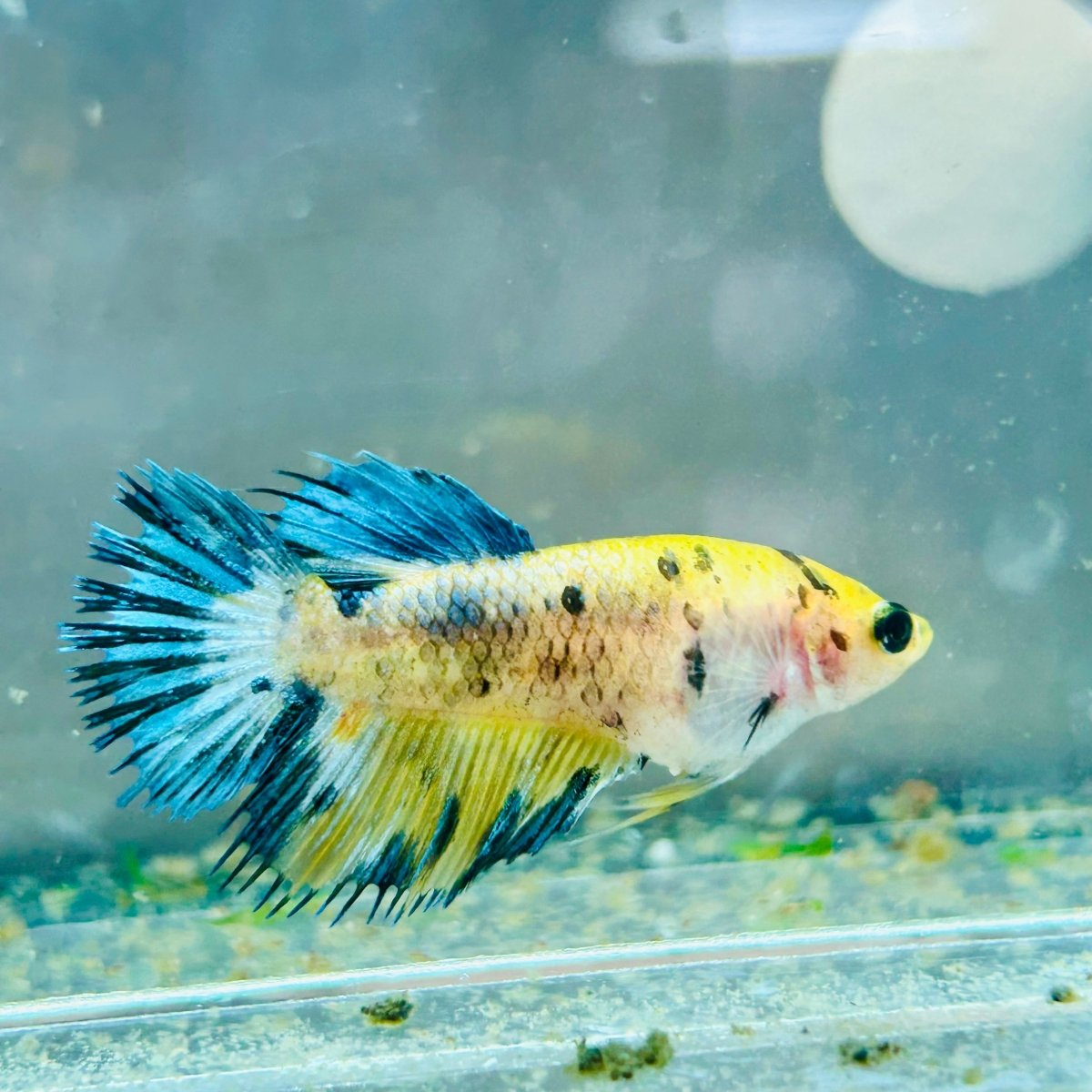 Koi Yellow Crowntail - Female Betta MA03 Female betta