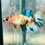 Koi Yellow Crowntail - Female Betta MA03 Female betta