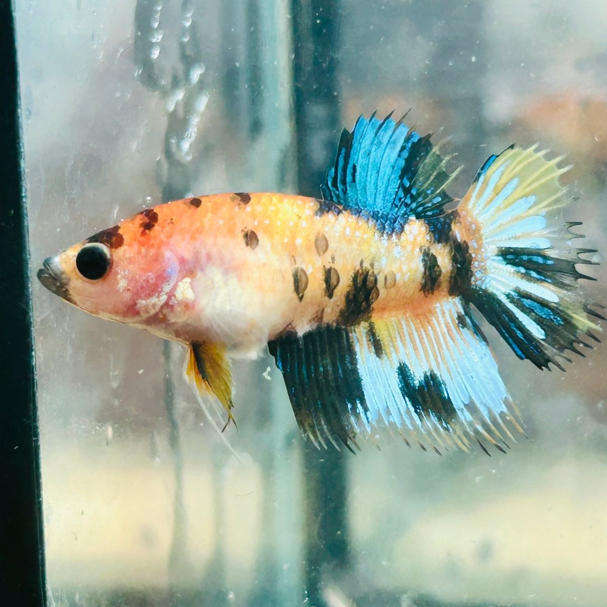 Koi Yellow Crowntail - Female Betta MA03 Female betta