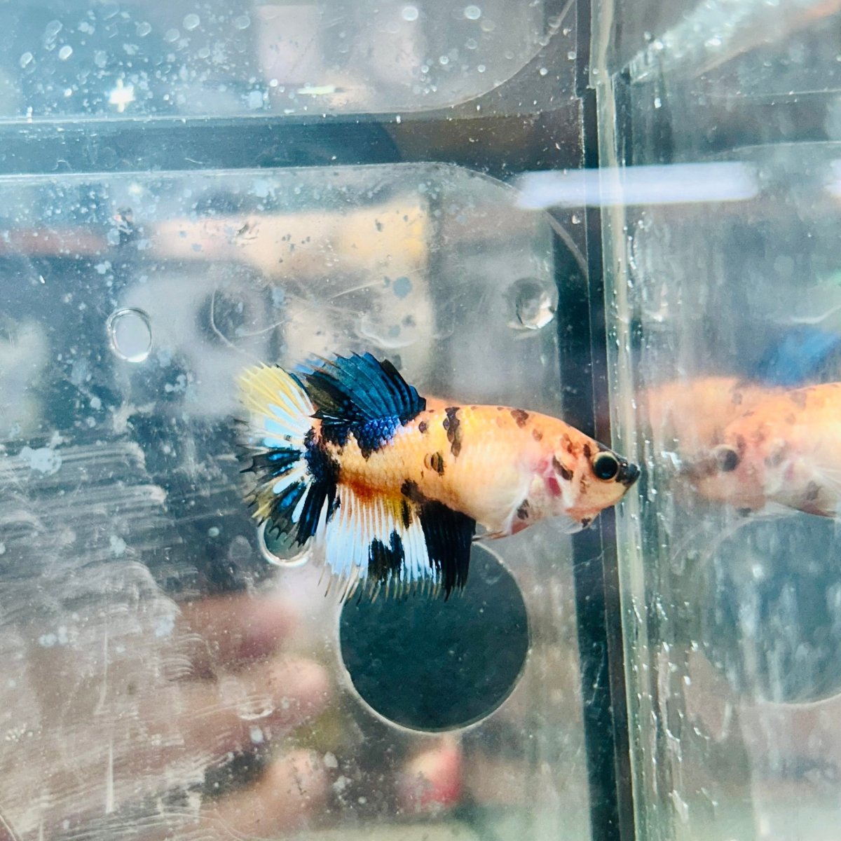 Koi Yellow Crowntail - Female Betta MA03 Female betta