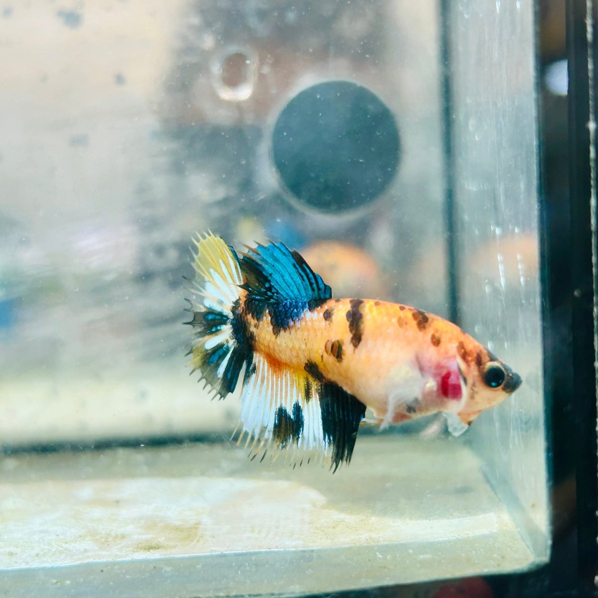 Koi Yellow Crowntail - Female Betta MA03 Female betta