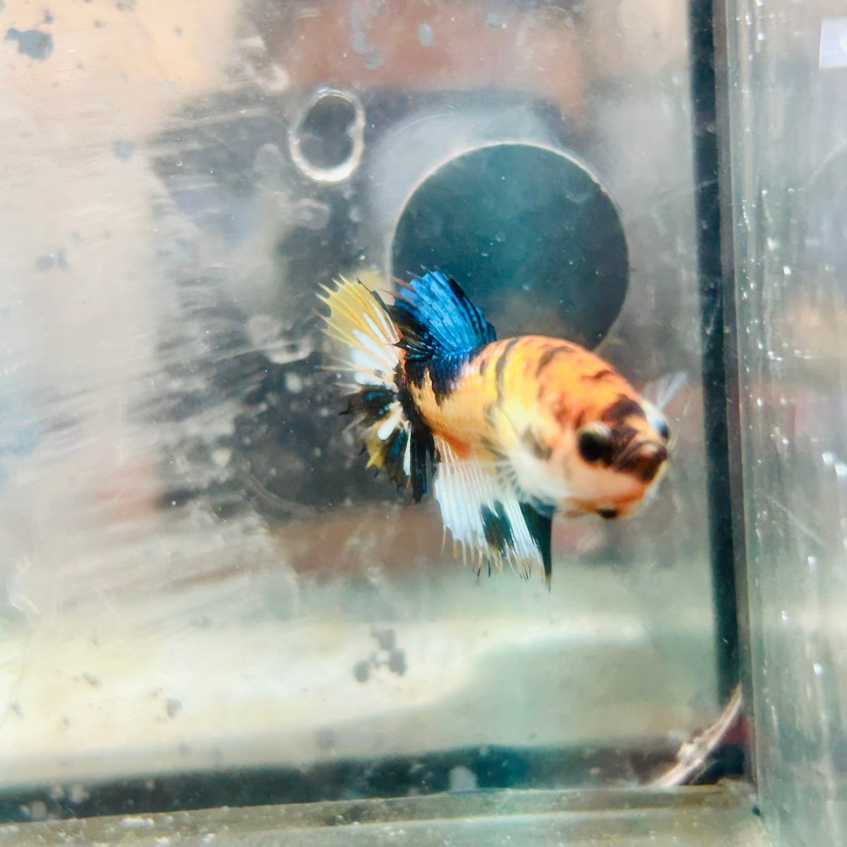 Koi Yellow Crowntail - Female Betta MA03 Female betta