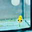 Koi Yellow Crowntail - Female Betta MA03 Female betta