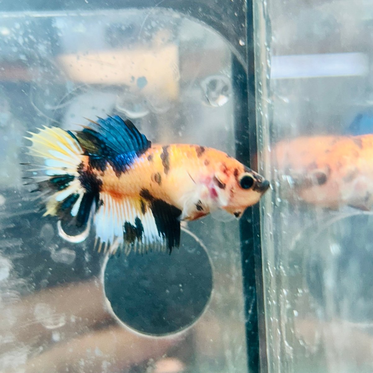 Koi Yellow Crowntail - Female Betta #MA03
